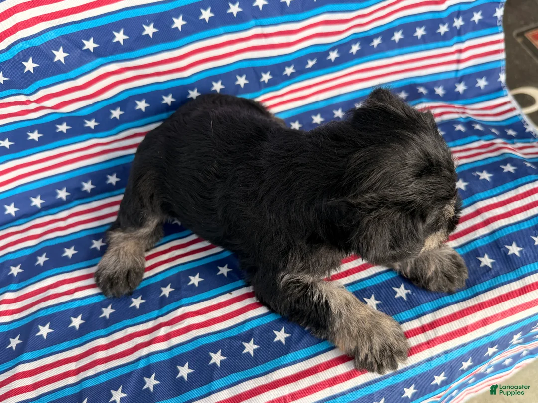 Miniature Schnauzer dogs for sale: Kayla Miniature Schnauzer  - Ad 8