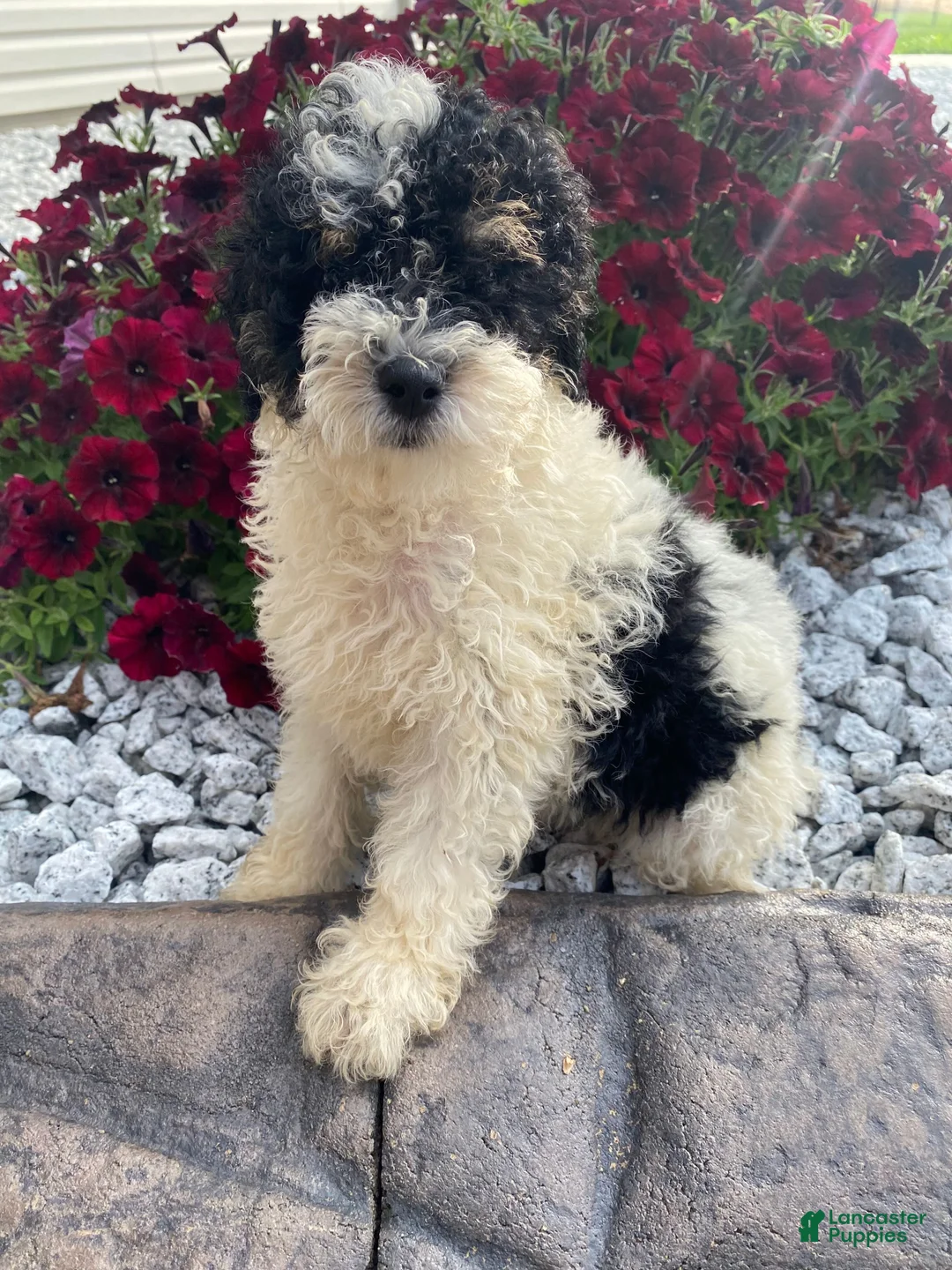 Miniature Poodle dogs for sale: Ace - Ad 12