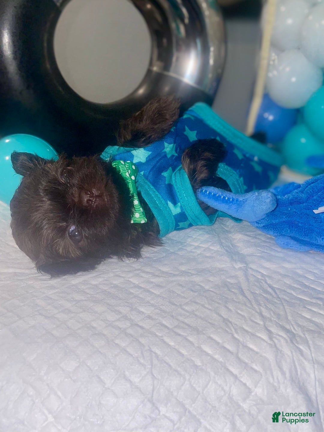 Shih Tzu dogs for sale: Shih Tzu Puppy 4 - Ad 7