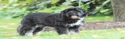 Mini Bernedoodle dogs for sale: Lacey - Ad 1