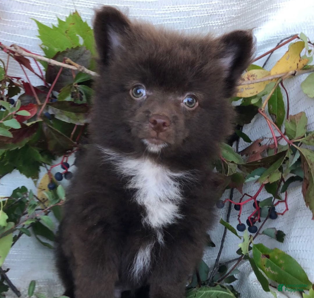 Pomapoo dogs for sale: Quin - Ad 2