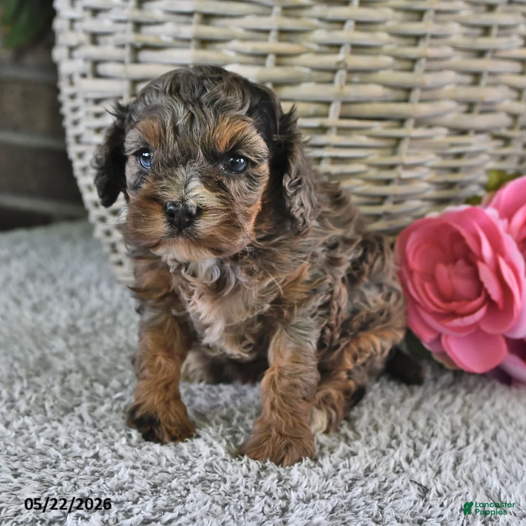 Cavachon dogs for sale: Hazlenut - Ad 5