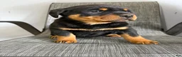 Rottweiler dogs for sale: Lacie - Ad 9