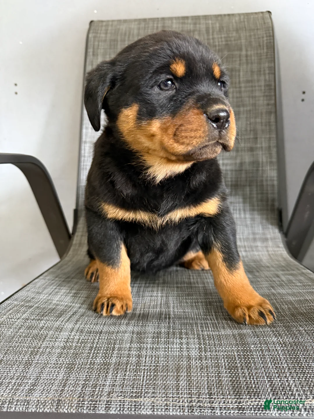 Rottweiler dogs for sale: Lacie - Ad 9