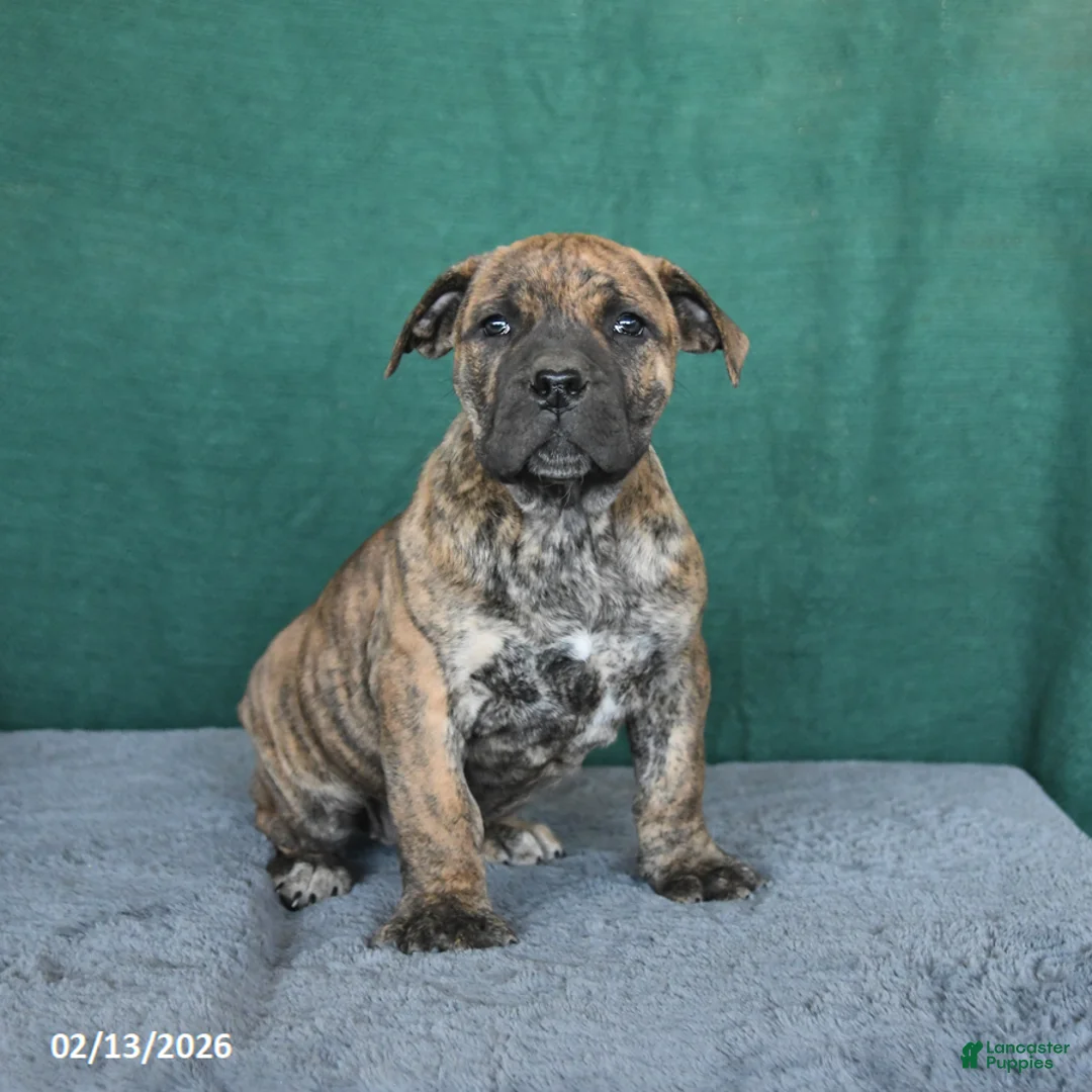 South African Boerboels dogs for sale: Abby - Ad 2