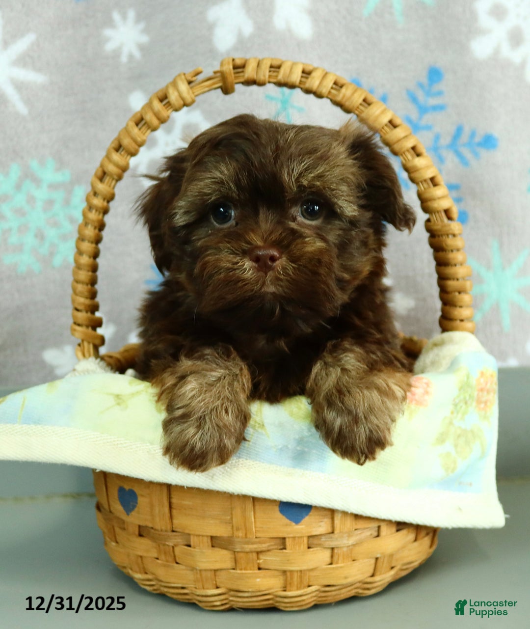 Shorkie dogs for sale: Rex - Ad 2