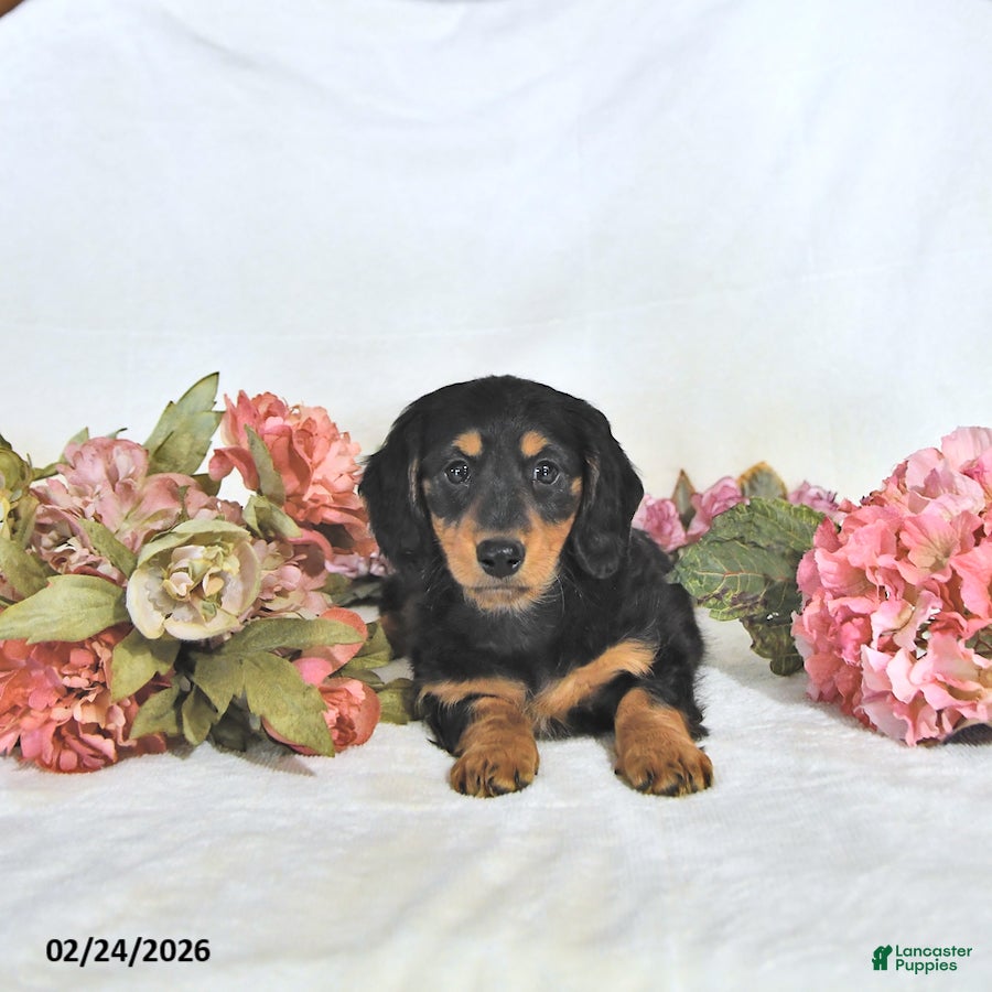 Miniature Dachshund dogs Pixie - Ad 1