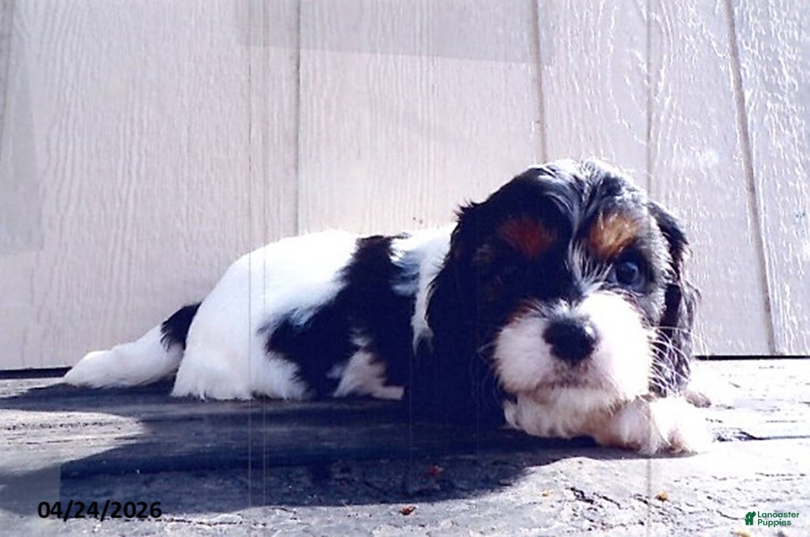 Cavapoo dogs Sunshine - Ad 1