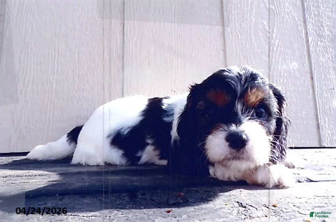 Cavapoo dogs for sale: Sunshine - Ad 1