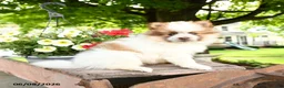 Pomeranian dogs for sale: Bandit - Ad 3