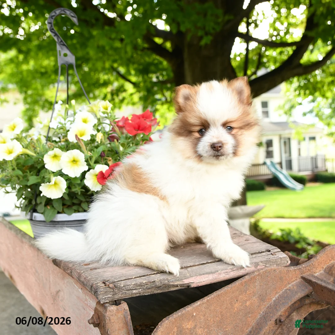Pomeranian dogs for sale: Bandit - Ad 3