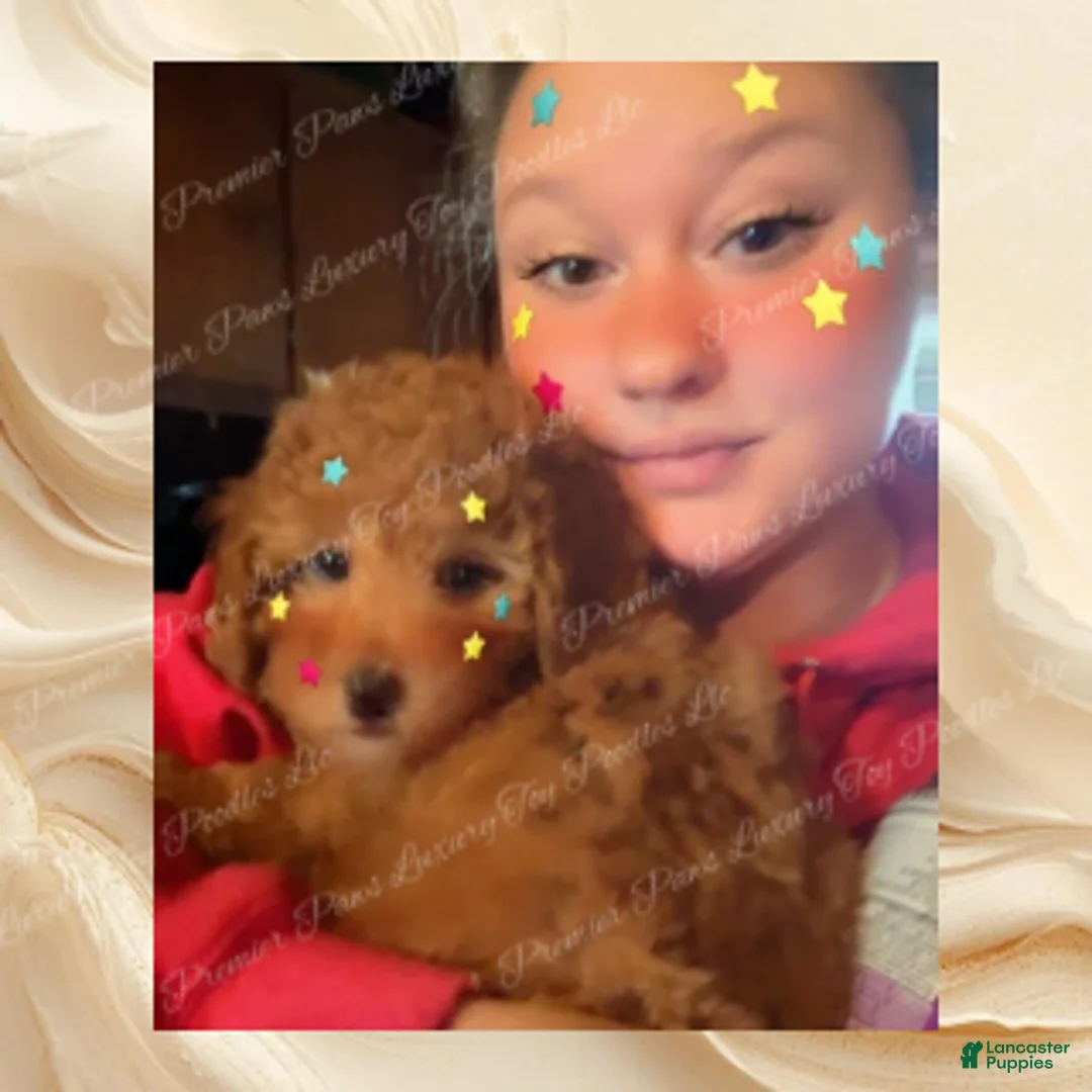 Toy Poodle dogs for sale: Toy Poodle Puppy 3 - Ad 1