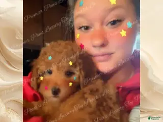 Toy Poodle dogs Toy Poodle Puppy 3 - Ad 9