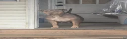American Bully dogs for sale: Venom - Ad 7