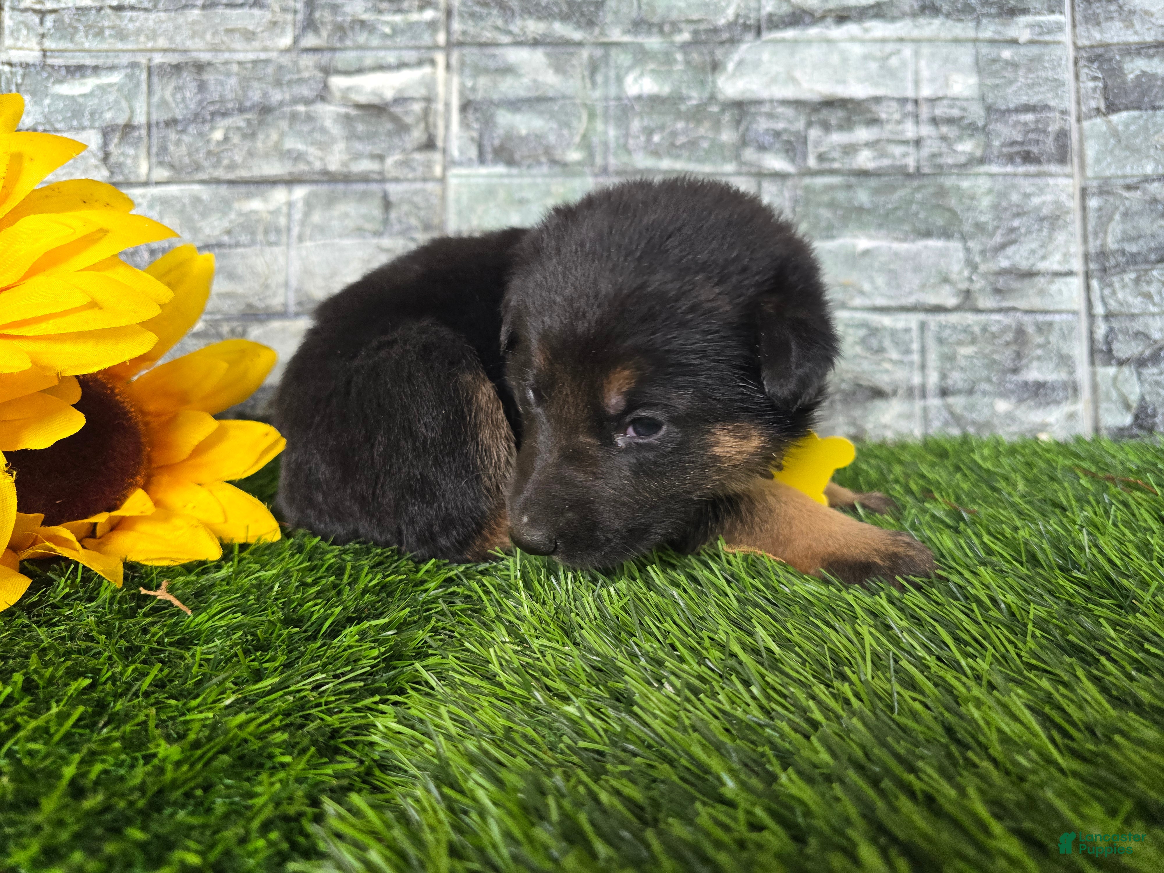 German Shepherd dogs for sale: German Shepherd 5 - Ad 2