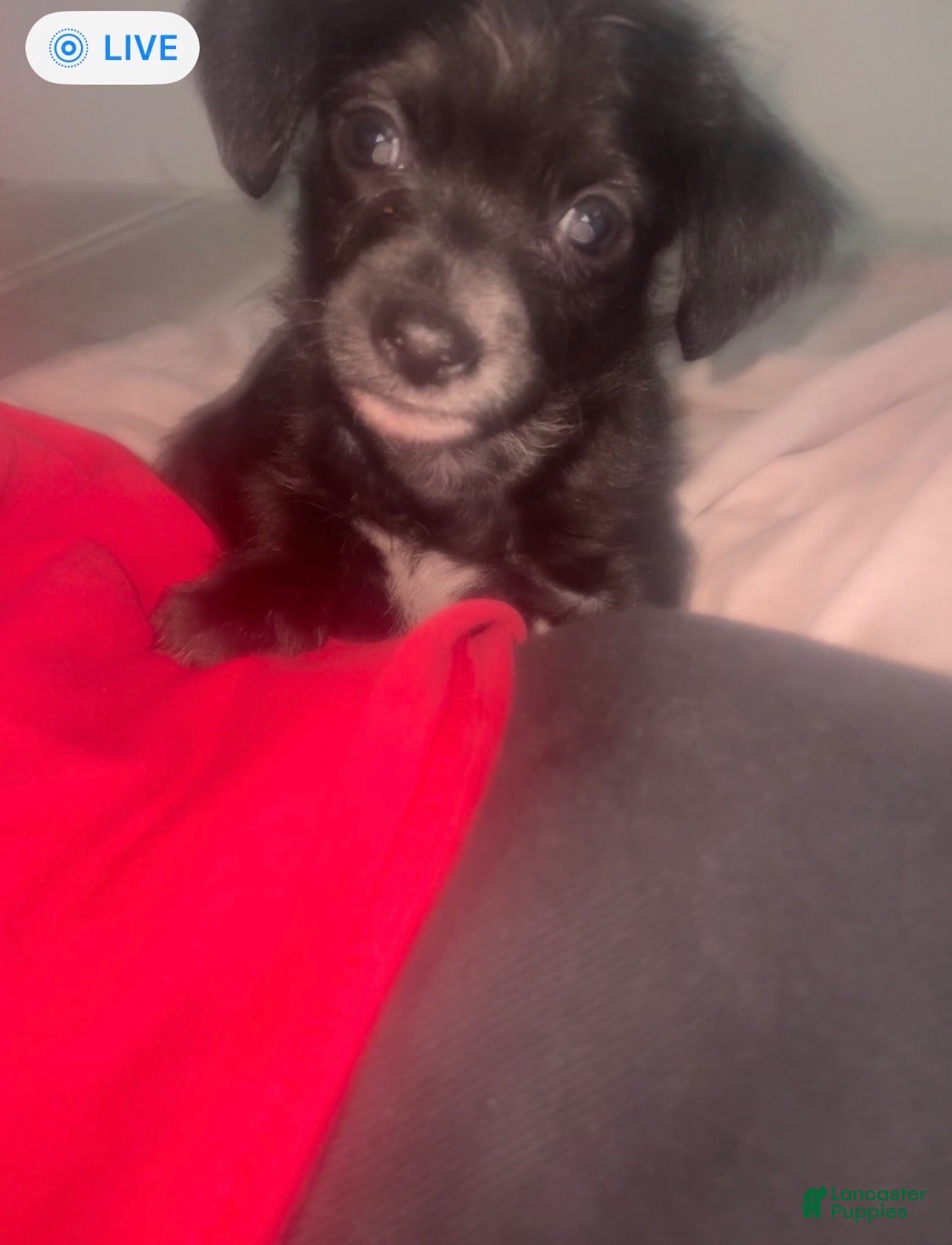 Chorkie dogs for sale: Chorkie 2 - Ad 28