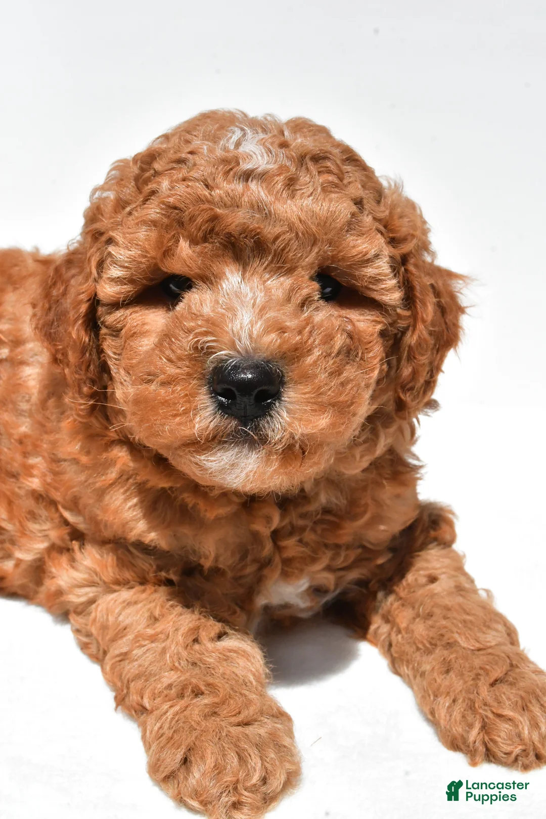 Mini Goldendoodle dogs for sale: Easton  - Ad 2