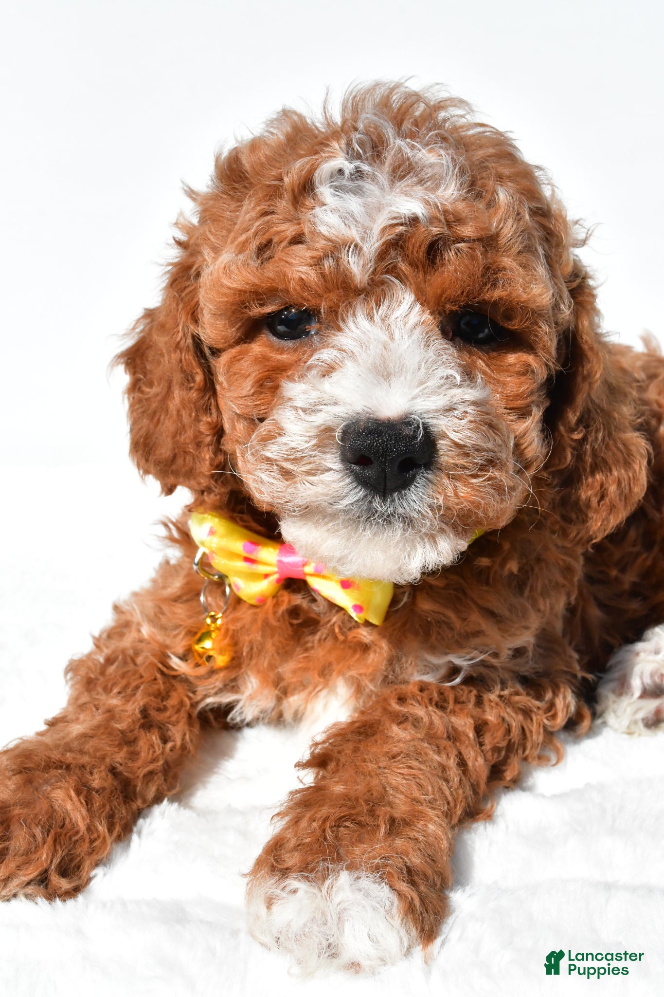 Miniature Poodle dogs for sale: Sheldon - Ad 3