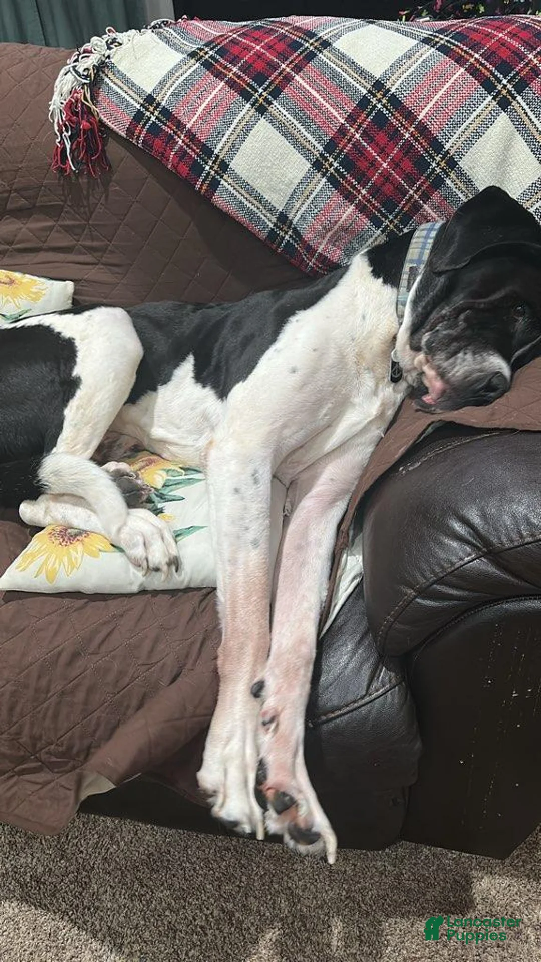 Mixed Breed dogs for stud: Kratos - Ad 4