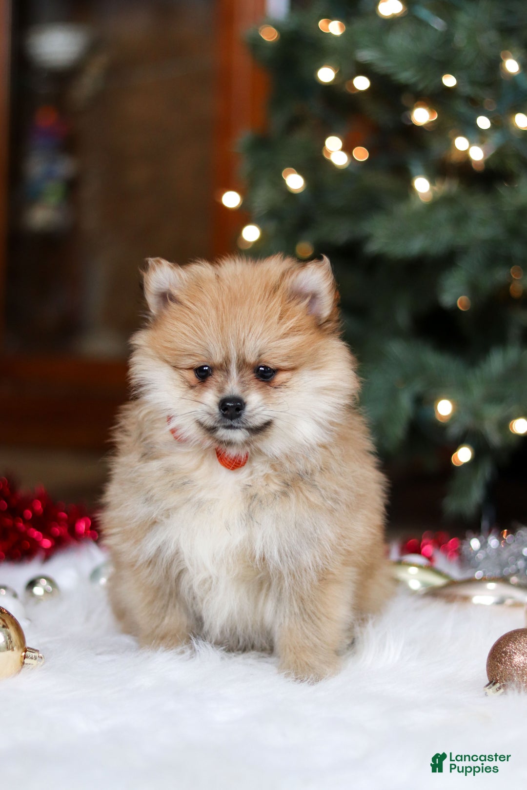 Pomeranian dogs for sale: Crew - Ad 8