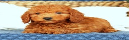 Mini Goldendoodle dogs for sale: Cash - Ad 7