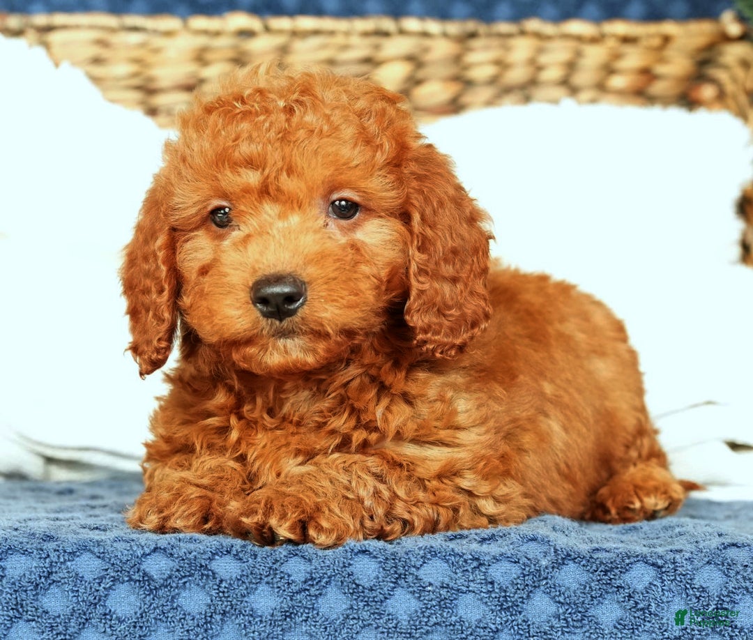 Mini Goldendoodle dogs for sale: Cash - Ad 7