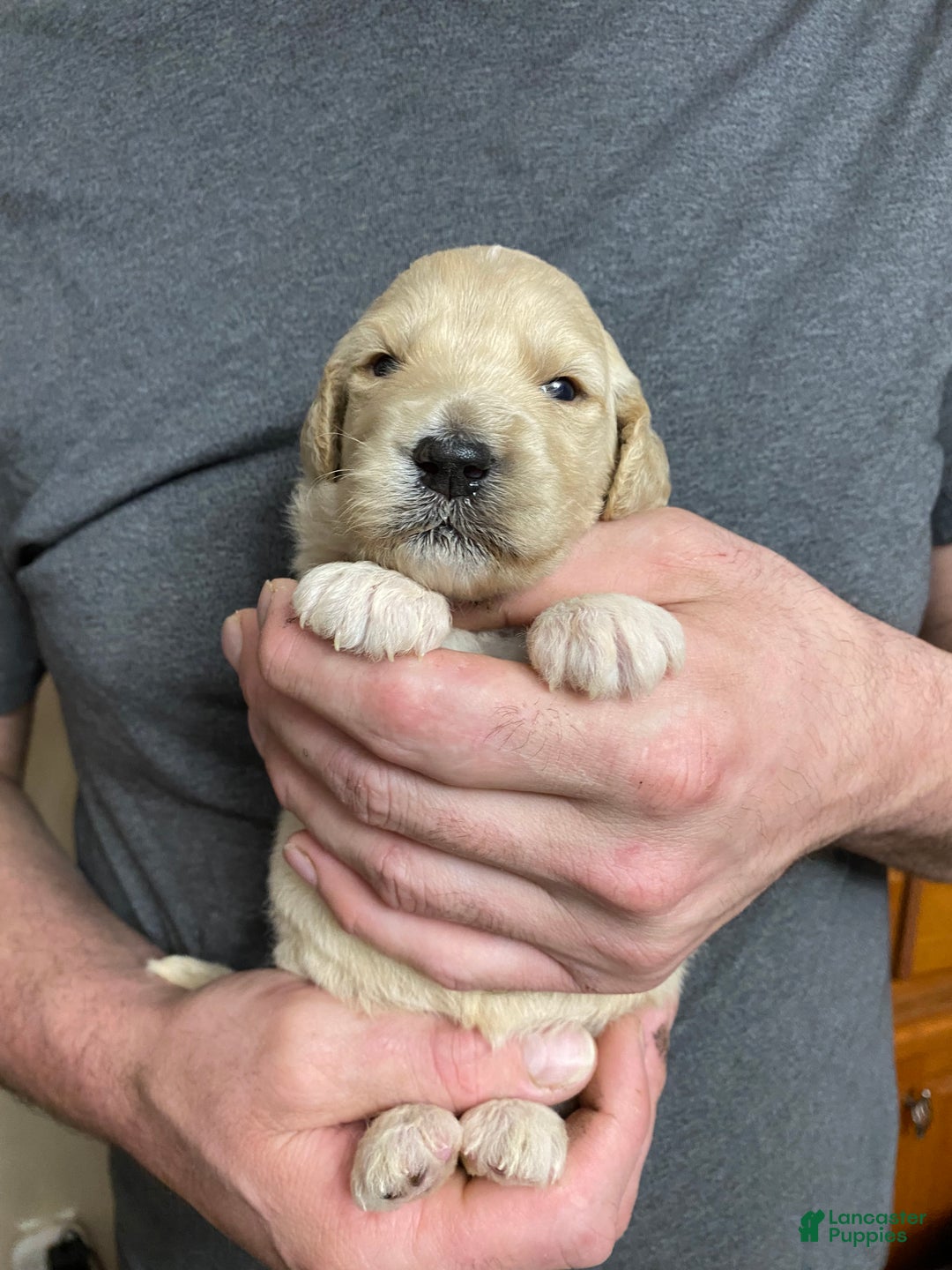 Goldendoodle dogs for sale: Goldendoodle Puppy 8 - Ad 1