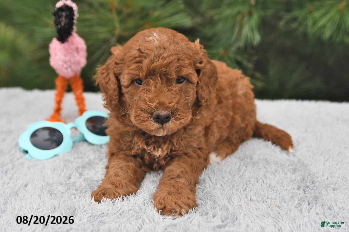 Mini Goldendoodle dogs Winston - Ad 2