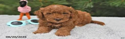 Mini Goldendoodle dogs for sale: Winston - Ad 7
