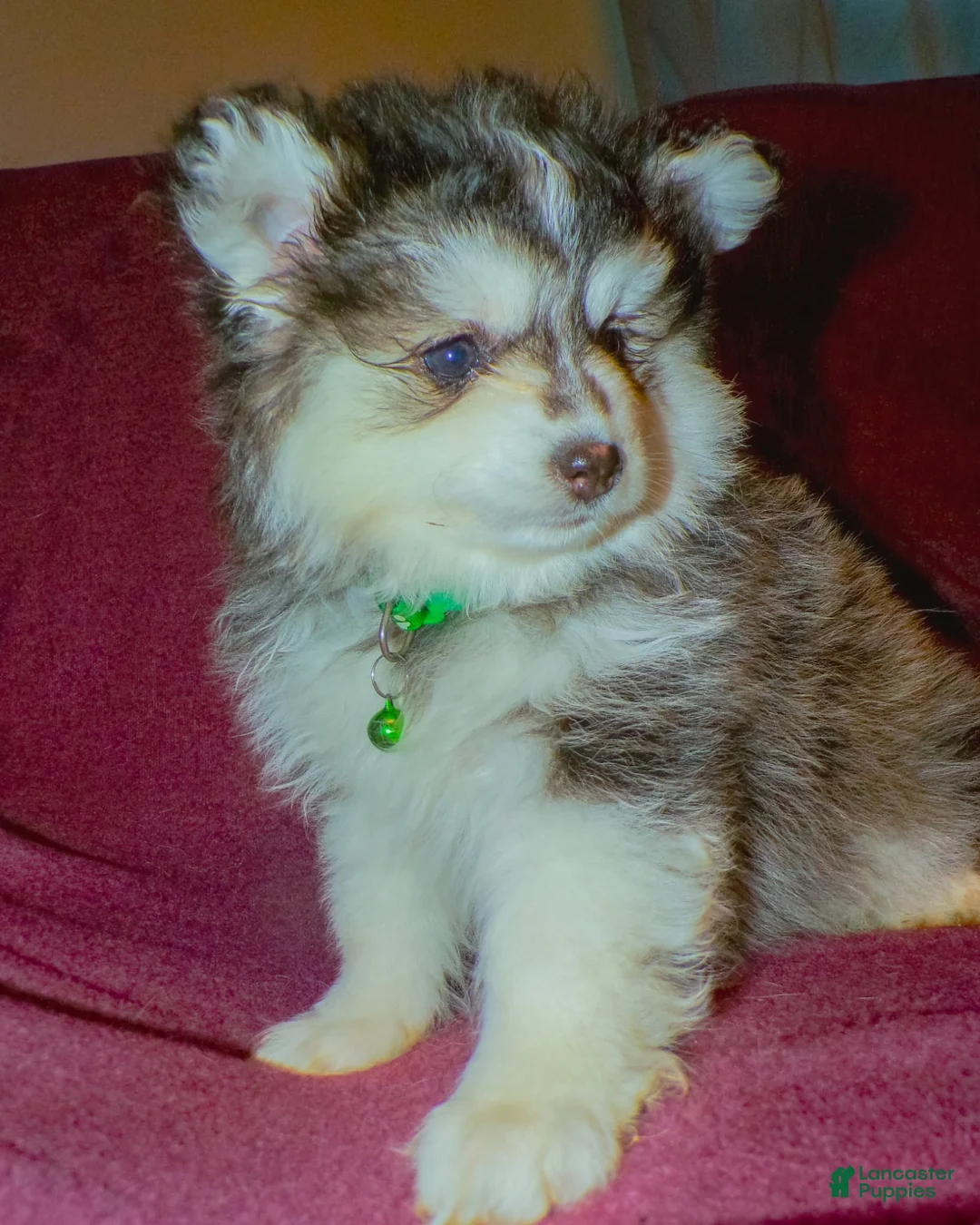Pomsky dogs for sale: Pomsky Puppy 3 - Ad 1
