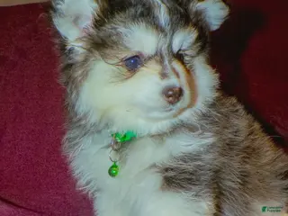Pomsky dogs Pomsky Puppy 3 - Ad 2