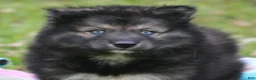 Pomsky dogs for sale: Shadow  - Ad 3