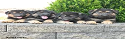 German Shepherd dogs for sale: Dana - Ad 5