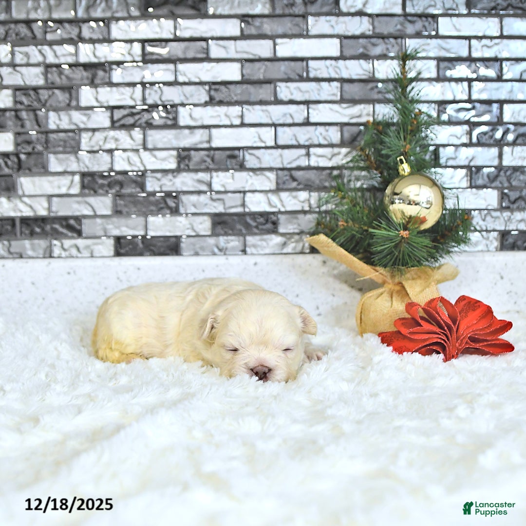 French Bulldog dogs for sale: Lola - Ad 4