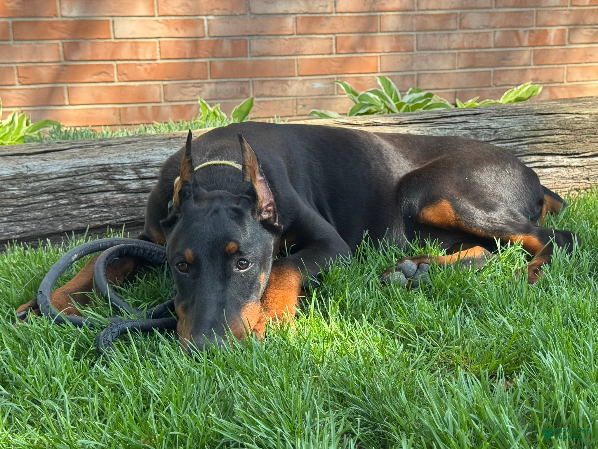 Doberman Pinscher dogs Vick - Ad 2