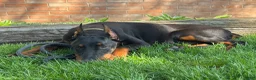 Doberman Pinscher dogs for sale: Vick - Ad 2