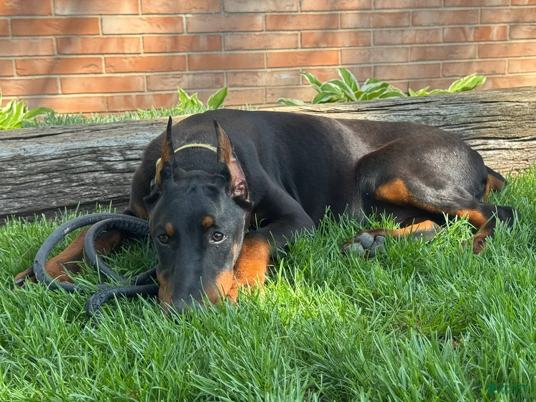 Doberman Pinscher dogs for sale: Vick - Ad 2