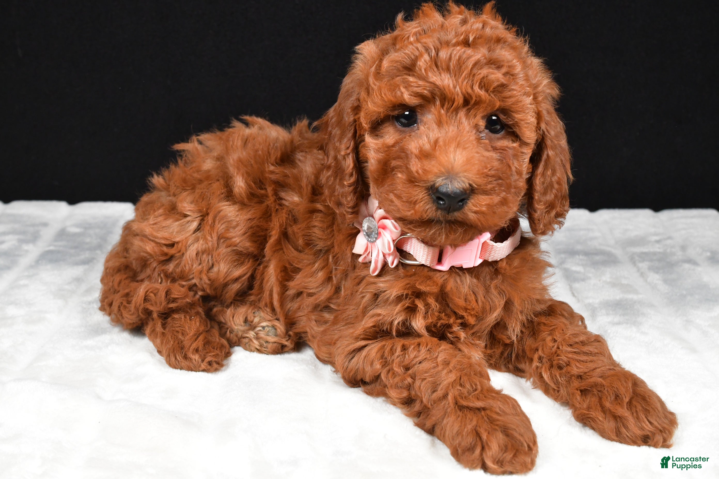 Cavapoo dogs Crystal - Ad 2