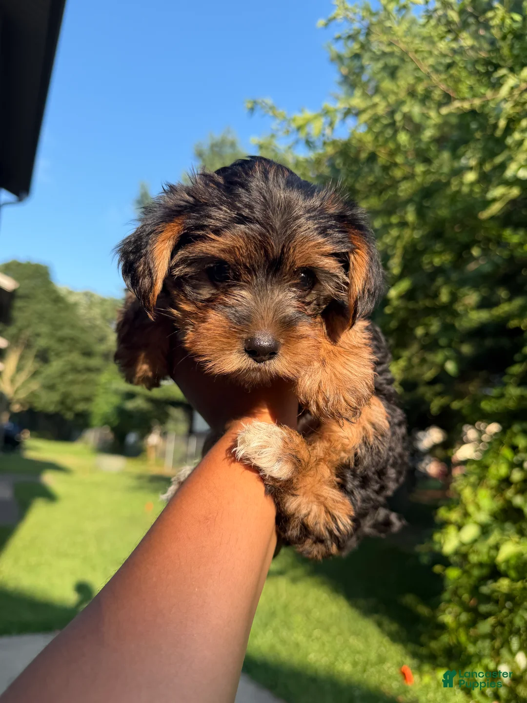 Yorkshire Terrier dogs for sale: Hershey - Ad 2