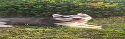 Siberian Husky dogs for sale: Spencer - Ad 2