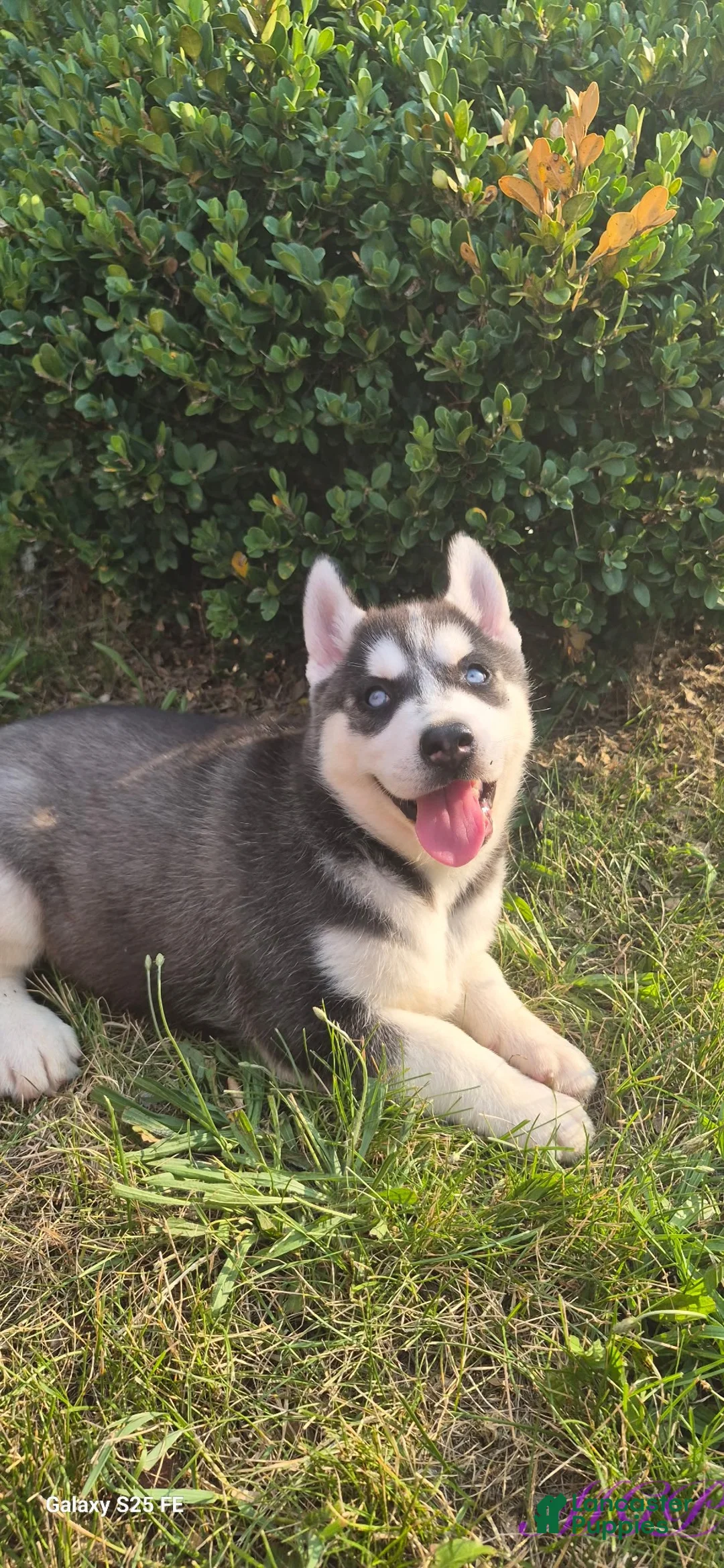 Siberian Husky dogs for sale: Spencer - Ad 2