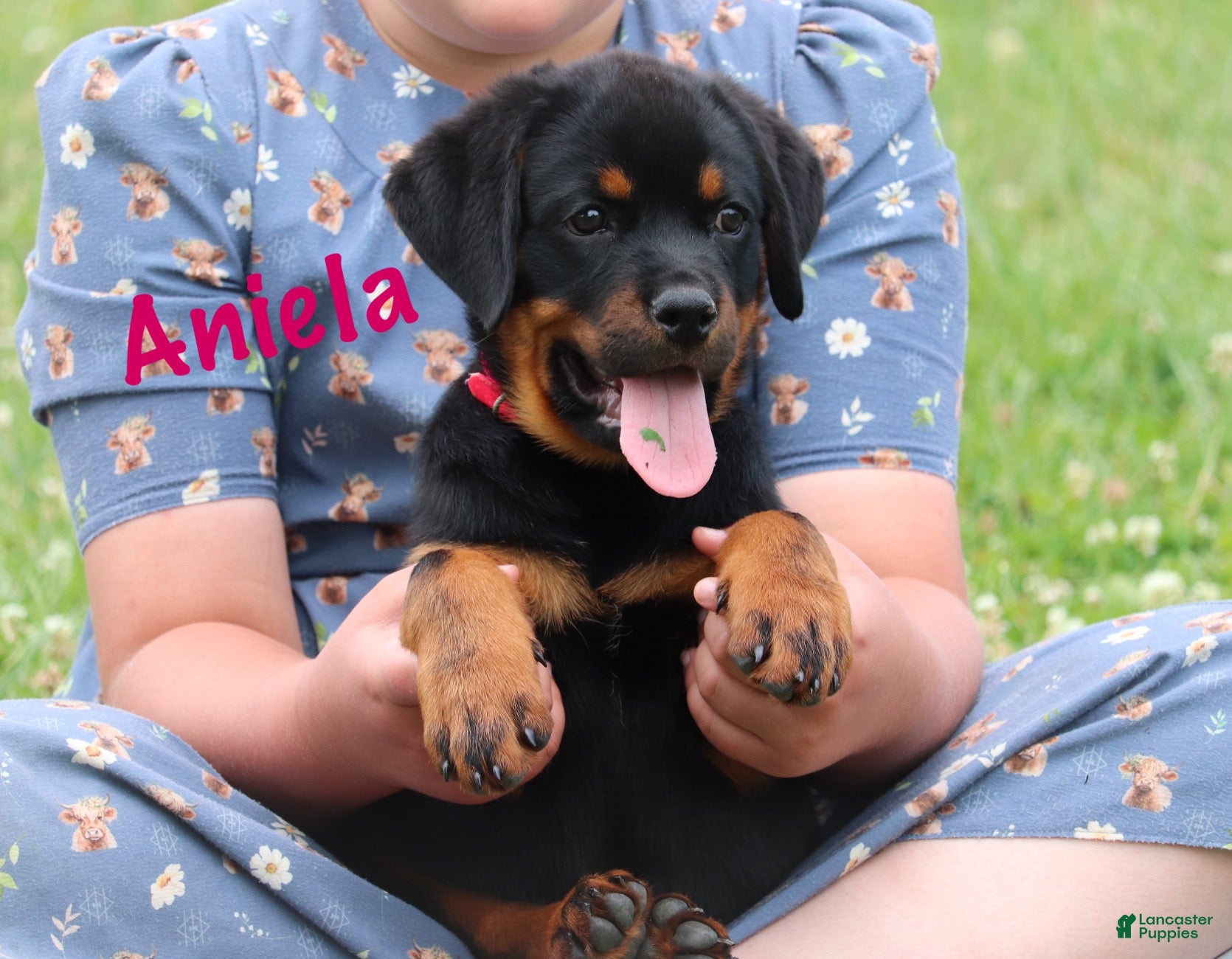 Rottweiler dogs Aniela  - Ad 2