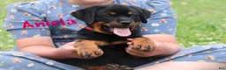 Rottweiler dogs for sale: Aniela  - Ad 2
