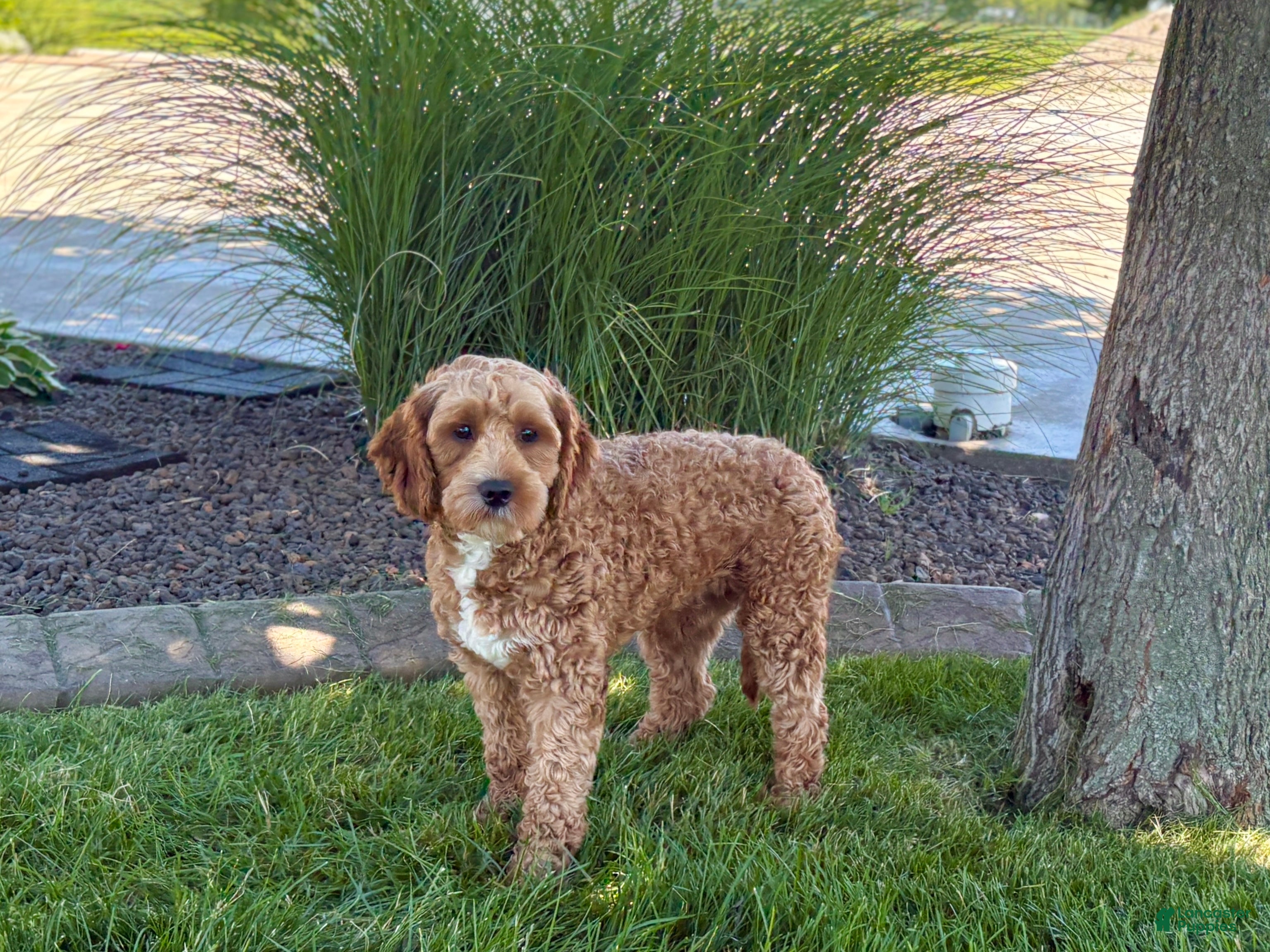 Cavapoo dogs Danny F1 - Ad 1