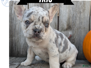 French Bulldog dogs - Ad 25