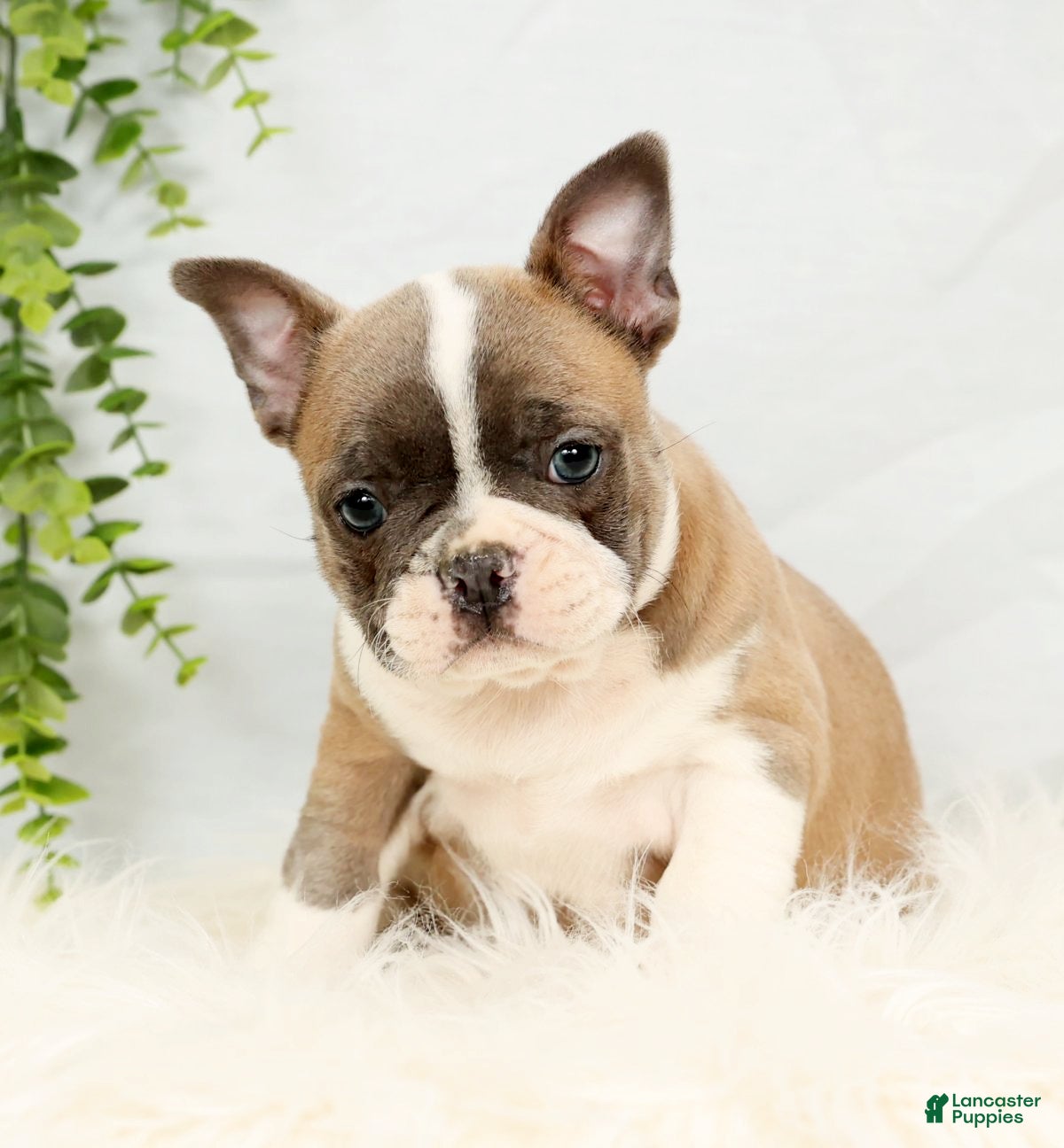 Frenchton dogs Angel - Ad 2