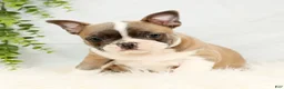 Frenchton dogs for sale: Angel - Ad 2