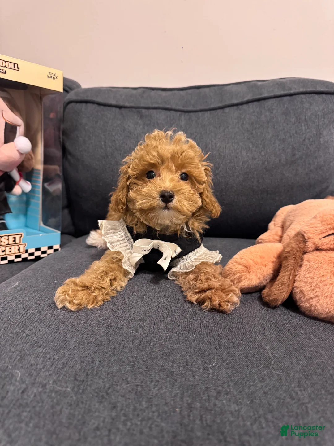 Gallery Image {{count}}