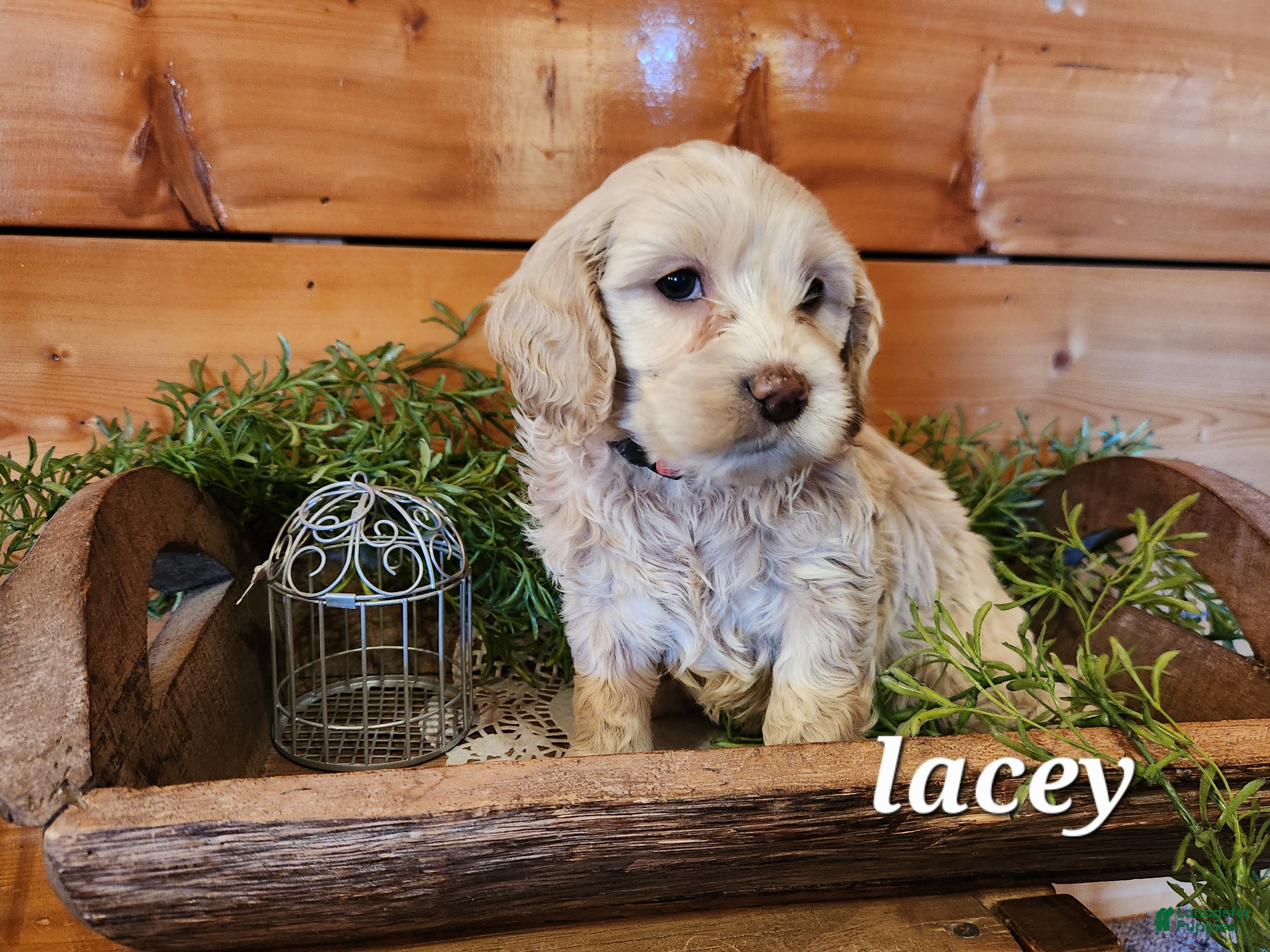 Mixed Breed dogs Lacey - Ad 4