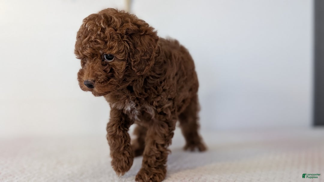 Toy Poodle dogs for sale: Chloe - Ad 9